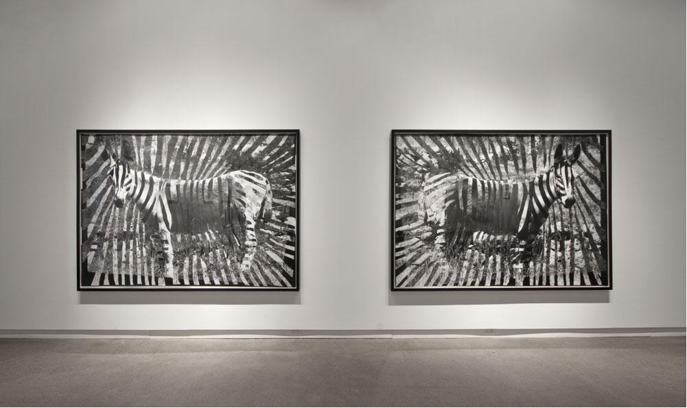 Shannon Bool Gaza Zebra 2012 Diptych photogram 1.54 x 2.17 m each Courtesy Daniel Faria Gallery / Galerie Kadel Willborn, Karisruhe / Dusseldrof